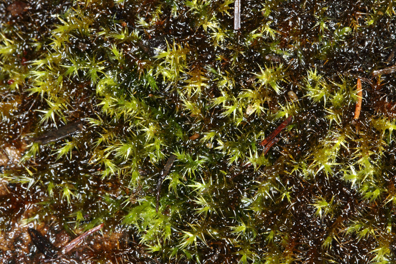 Drepanocladus polygamus